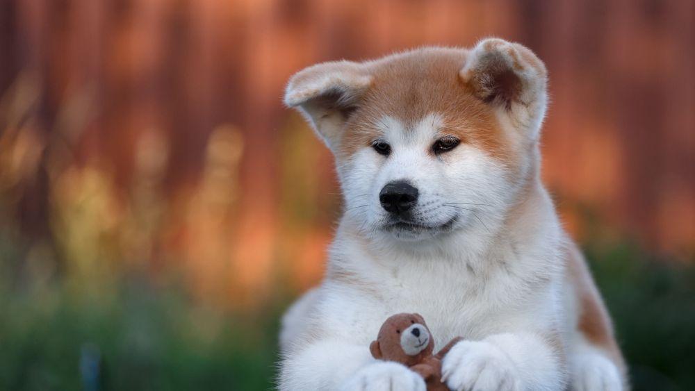 柴犬和秋田犬的区别有哪些（ 日本柴犬和秋田犬的不同之处）