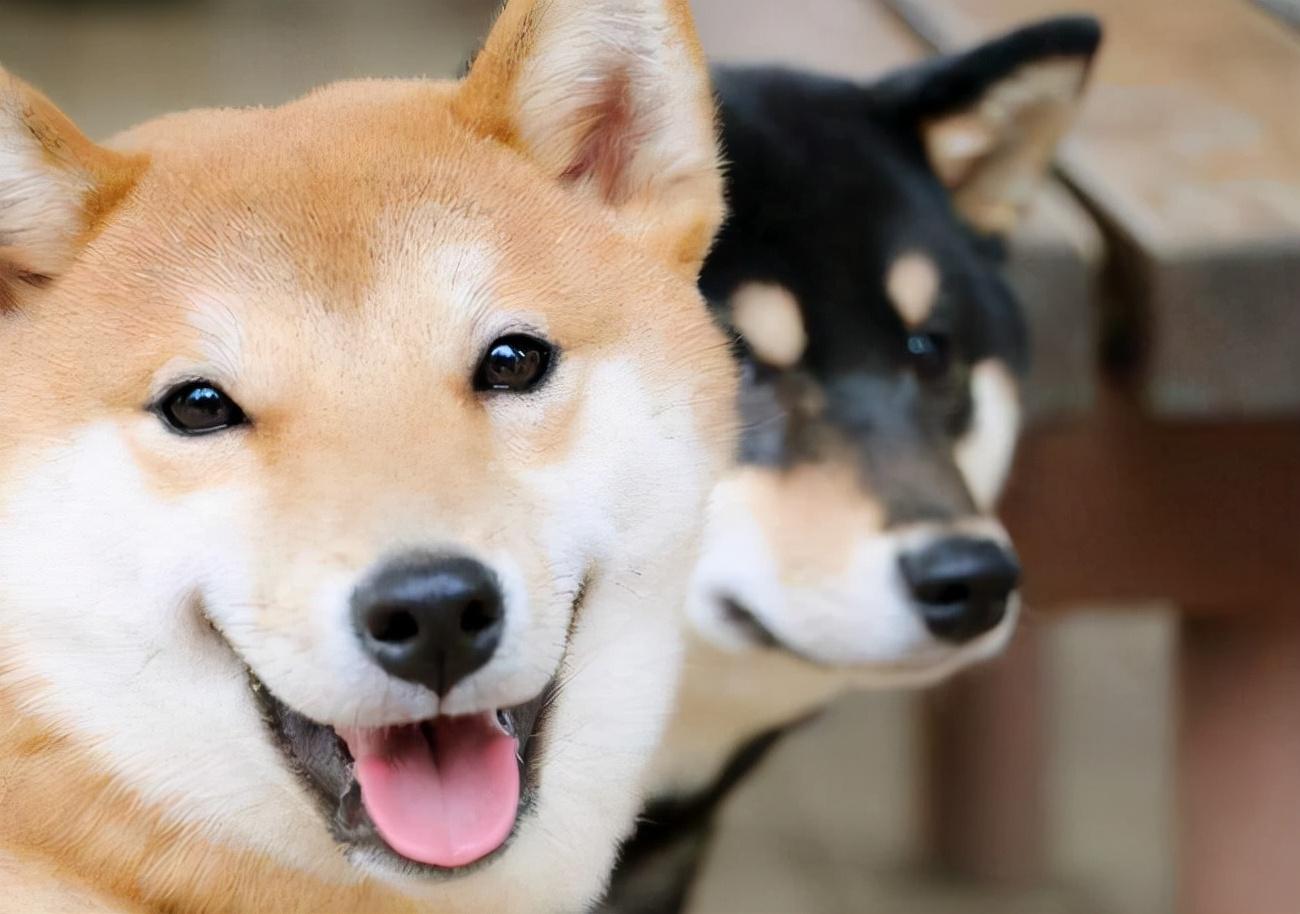 柴犬和秋田犬的区别有哪些（ 日本柴犬和秋田犬的不同之处）